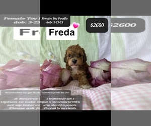 Poodle (Toy) Puppy for sale in TUCSON, AZ, USA