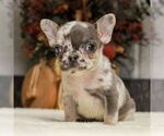 Small #3 French Bulldog