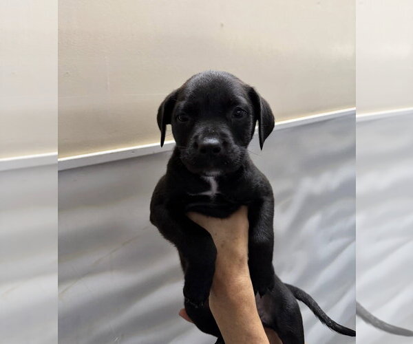 Medium Photo #4 Rottweiler-Unknown Mix Puppy For Sale in Lakewood, CO, USA