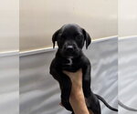 Small #3 Rottweiler Mix