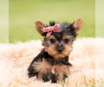 Small Photo #72 Yorkshire Terrier Puppy For Sale in WARSAW, IN, USA