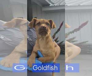Goldfish - Male Mutt Dog for Adoption - Photo #5