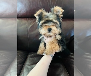 Yorkshire Terrier Puppy for sale in LOWELL, MA, USA