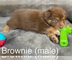 Puppy Brownie Miniature Australian Shepherd