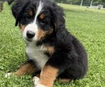 Puppy Benny Bernese Mountain Dog