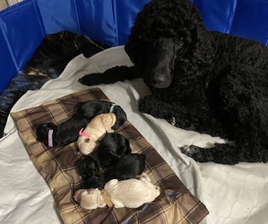 Labradoodle-Poodle (Standard) Mix Puppy for sale in DENTON, TX, USA