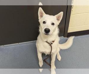 Siberian Husky Dogs for adoption in Denver, CO, USA