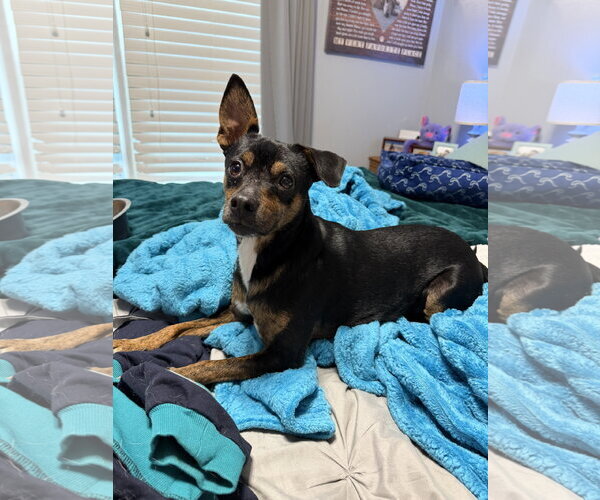 Medium Photo #4 Chihuahua-Unknown Mix Puppy For Sale in Ball Ground, GA, USA