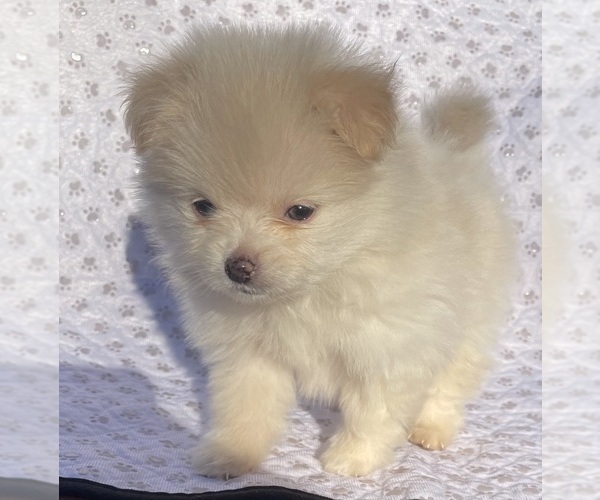 Medium Photo #5 Pomeranian Puppy For Sale in PORTLAND, ME, USA