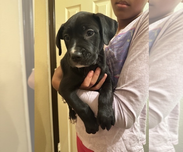 Medium Photo #2 Cane Corso-German Shepherd Dog Mix Puppy For Sale in SPRING, TX, USA