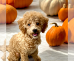 Small #11 ShihPoo