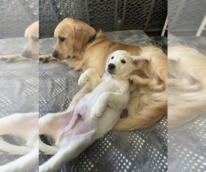 English Cream Golden Retriever Puppy for sale in HYATTSVILLE, MD, USA