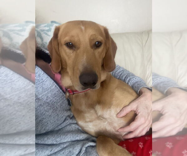 Medium Photo #4 Golden Retriever-Unknown Mix Puppy For Sale in Mundelein, IL, USA