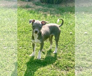 Italian Greyhuahua Dogs for adoption in Santa Clarita, CA, USA