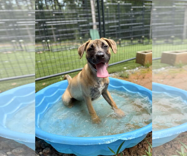 Medium Photo #8 Mutt Puppy For Sale in Decatur, GA, USA