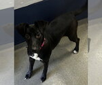 Small Labrador Retriever Mix