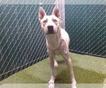 Small American Pit Bull Terrier-Siberian Husky Mix