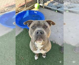 Mutt Dogs for adoption in Chula Vista, CA, USA