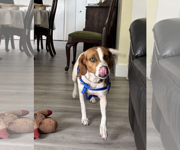 Medium Photo #2 Beagle Puppy For Sale in Tampa, FL, USA