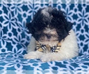 Cavachon-ShihPoo Mix Puppy for sale in LAKELAND, FL, USA