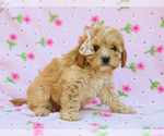 Small #4 Cavapoo (Miniature)