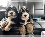 Puppy Noble Bernedoodle