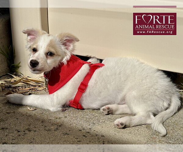 Medium Photo #8 American Eskimo Dog-Colonial Cocker Spaniel Mix Puppy For Sale in Marina del Rey, CA, USA