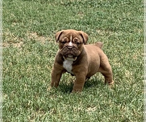 Olde English Bulldogge Puppy for sale in GONZALES, TX, USA
