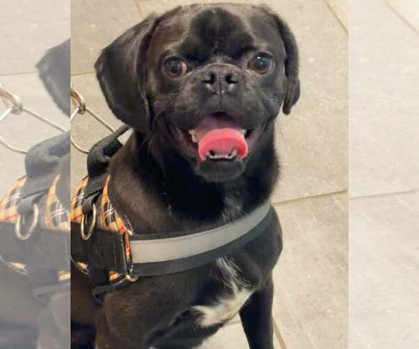 Medium Photo #1 Pug Puppy For Sale in Jackson Township, NJ, USA