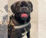 Small Pug