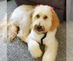 Small Photo #1 Goldendoodle Puppy For Sale in KANSAS CITY, MO, USA