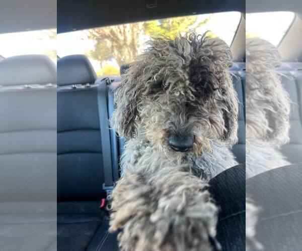 Medium Photo #2 Australian Shepherd-Unknown Mix Puppy For Sale in Royal Palm Beach, FL, USA