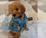 Small Photo #4 Goldendoodle Puppy For Sale in COMMERCE, TX, USA