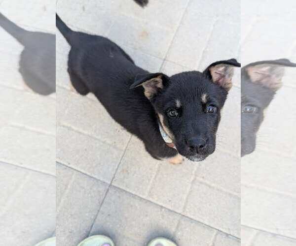 Medium Photo #1 Gerberian Shepsky Puppy For Sale in Oro Medonte, Ontario, Canada