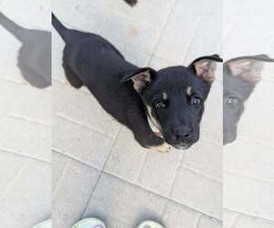 Gerberian Shepsky Dogs for adoption in Oro Medonte, Ontario, Canada