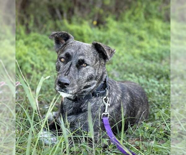 Medium Photo #2 Mutt Puppy For Sale in San Antonio, TX, USA