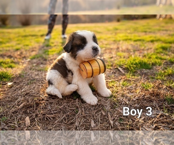 Medium Photo #8 Saint Bernard Puppy For Sale in KANNAPOLIS, NC, USA