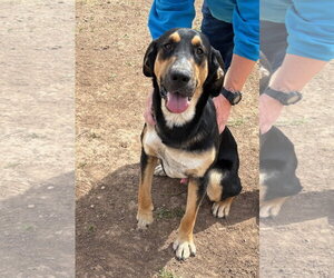 Bloodhound-Unknown Mix Dogs for adoption in Amarillo, TX, USA
