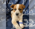 Puppy 2 Australian Cattle Dog