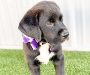 Labrador Retriever-Saint Bernard Mix Puppy for sale in OAKLAND, NE, USA