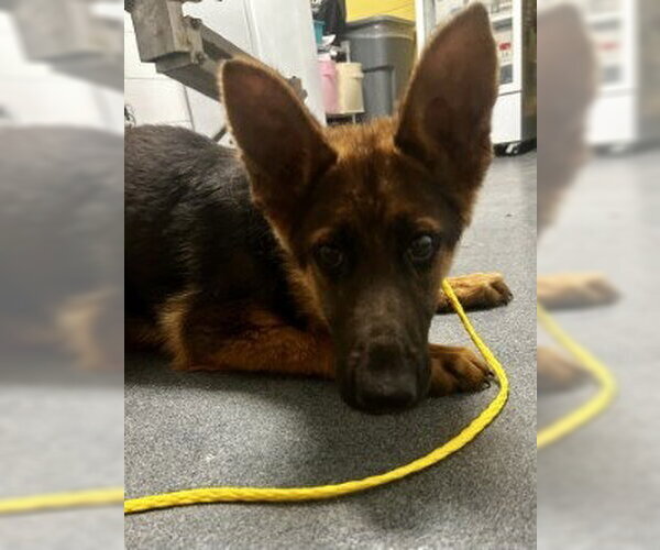 Medium Photo #1 German Shepherd Dog Puppy For Sale in Glen Allen, VA, USA
