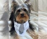 Small Photo #1 Yorkshire Terrier Puppy For Sale in PALO ALTO, CA, USA