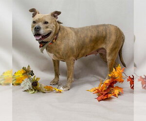 Mutt Dogs for adoption in Sanford, FL, USA