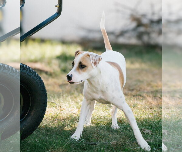 Medium Photo #5 Bull Terrier-Pointer Mix Puppy For Sale in Oakhurst, NJ, USA