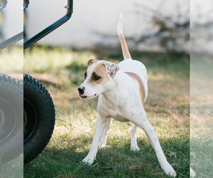 Apache - Little Trooper - Male Bull Terrier-Pointer Mix Dog for Adoption - Photo #5