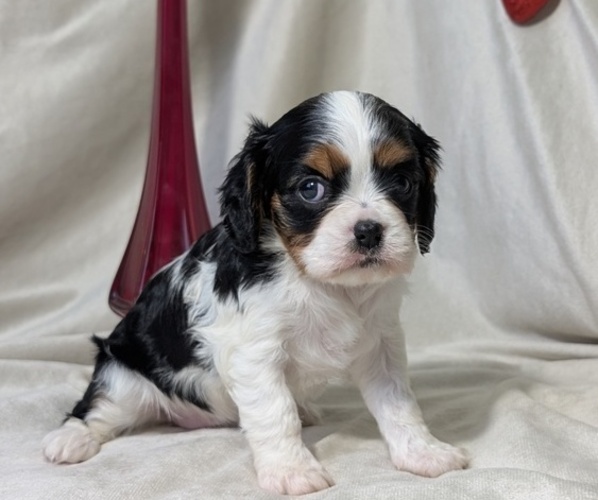 Medium Photo #5 Cavalier King Charles Spaniel Puppy For Sale in GOSHEN, IN, USA