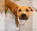 Small #1 American Pit Bull Terrier