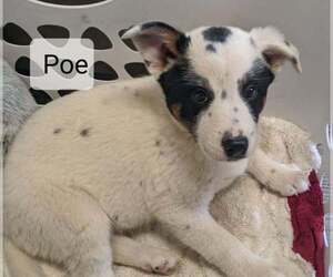 Australian Cattle Dog-Unknown Mix Puppy for sale in CLARKRANGE, TN, USA