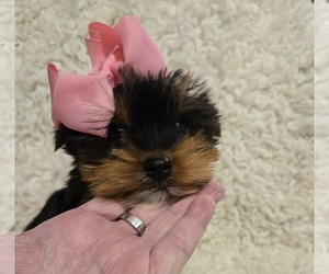 Yorkshire Terrier Puppy for sale in GRAND RAPIDS, MI, USA