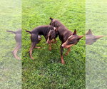 Small #10 Doberman Pinscher